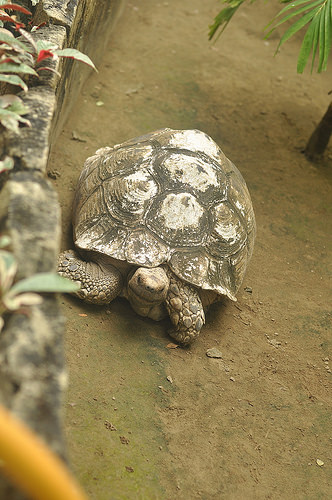 Tortoise (Avilon Zoo)