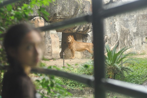 Lion (Avilon Zoo)