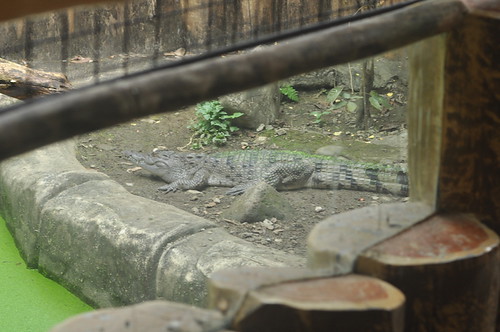 Some Kind of Crocodile (Avilon Zoo)
