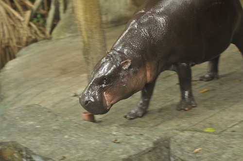 Zuzu the Hippo (Avilon Zoo)