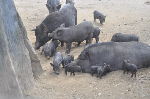 Mama Pig and Her Litter (Avilon Zoo)