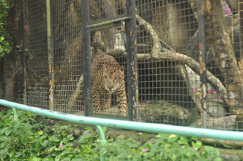 Leopard? (Avilon Zoo)