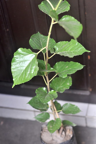 Mulberry Seedling