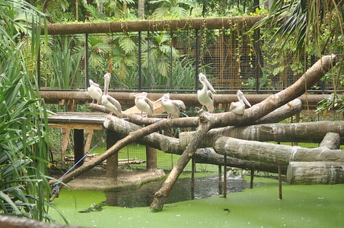 Pelicans (Avilon Zoo)